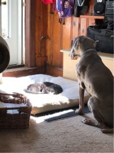 Dog and cat indoors