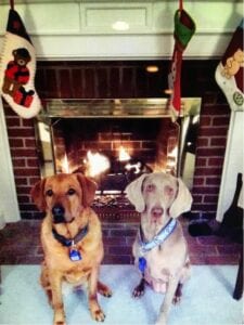 Healthy dogs in front of fireplace during the holidays