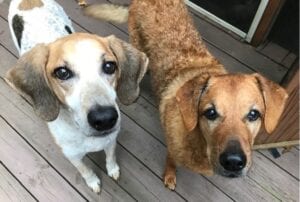 Two dogs staring at camera