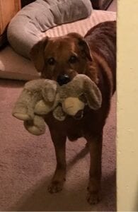 brown dog with stuffed animal