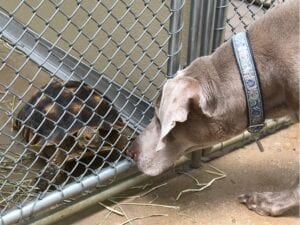 Dog interacting with tortoise across fence