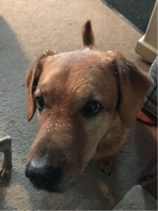 brown dog with snow on nose