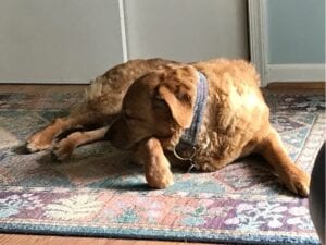 Dog on carpet or rug