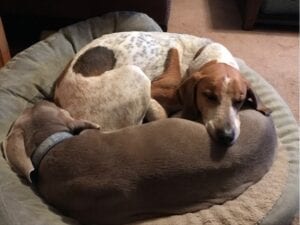 adorable dogs snuggling together