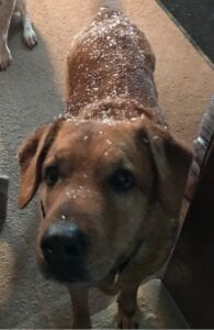 Brown dog with snow on back