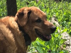 happy brown dog with collar outdoors