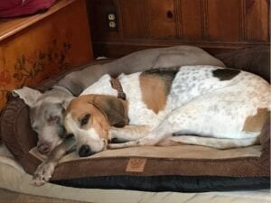 brown and spotted dog snuggling