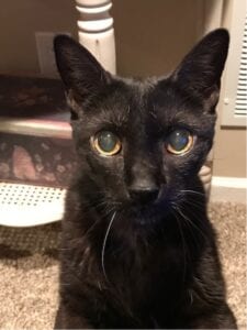 black cat with big round eyes