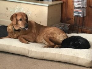 Brown dog and black cat