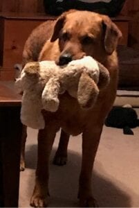 Dog holding stuffed dog