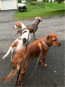 Healthy dogs on a leash