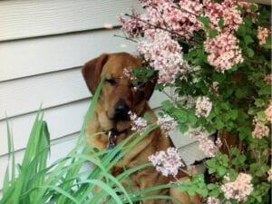  brown dog hiding in flowers and grass