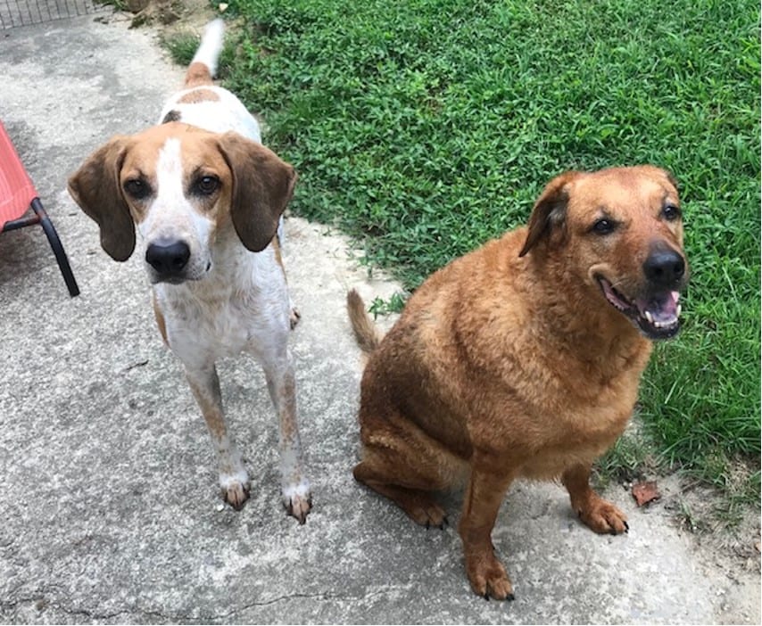 Healthy dogs outdoors