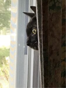 black cat peeking through curtain