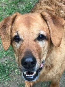 Adult brown dog showing teeth